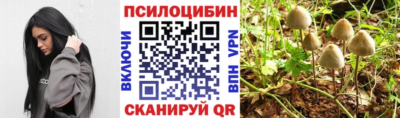 Галлюциногенные грибы Psilocybe  купить   Медногорск 